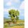 NOCH 21600 Birnbaum H0,TT,N