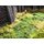 NOCH 07282 Wildgras-Foliage G,0,H0,TT,N,Z