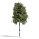 Busch 3782 Birke 170 mm, Sommer H0