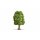Noch  20100 Esche G,1,0,H0,TT,N,Z