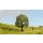 Noch  20145 Apfelbaum G,1,0,H0,TT,N,Z