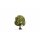 Noch  20145 Apfelbaum G,1,0,H0,TT,N,Z