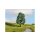 NOCH 20111 Eiche G,1,0,H0,TT,N,Z,H0E,H0M